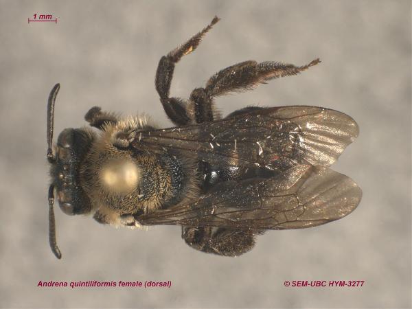 Photo of Andrena quintiliformis by Spencer Entomological Museum